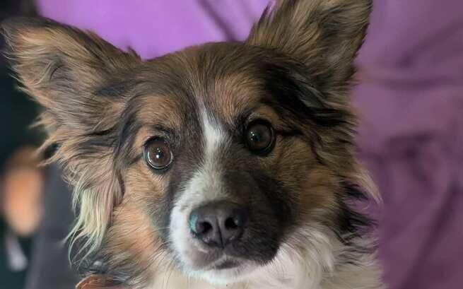 Benny — Morusek Foundation dog, diaphragmatic hernia, life-saving surgery