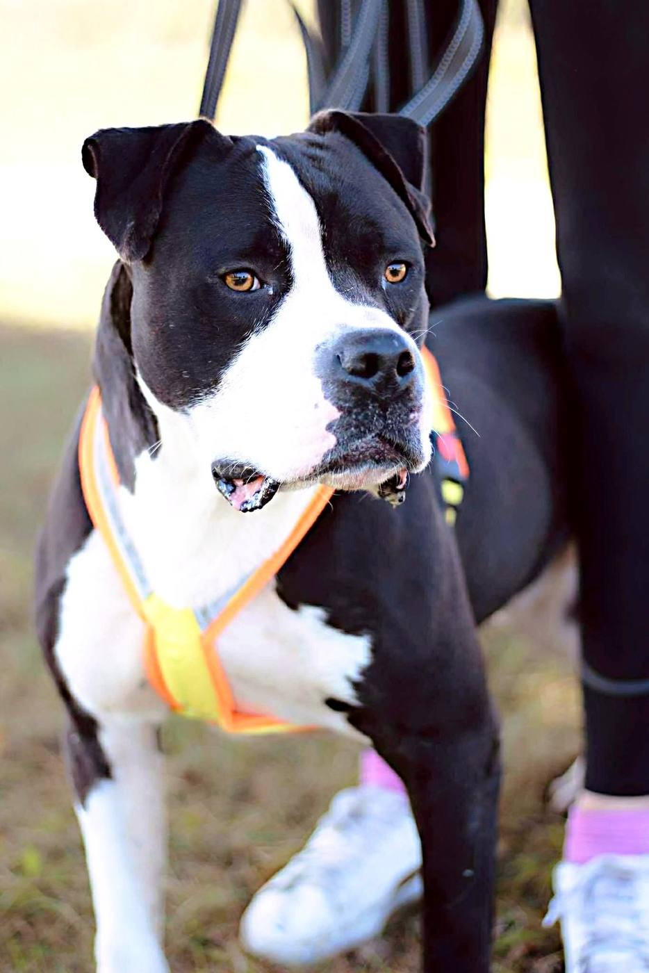 Morusek Foundation dog during a walk