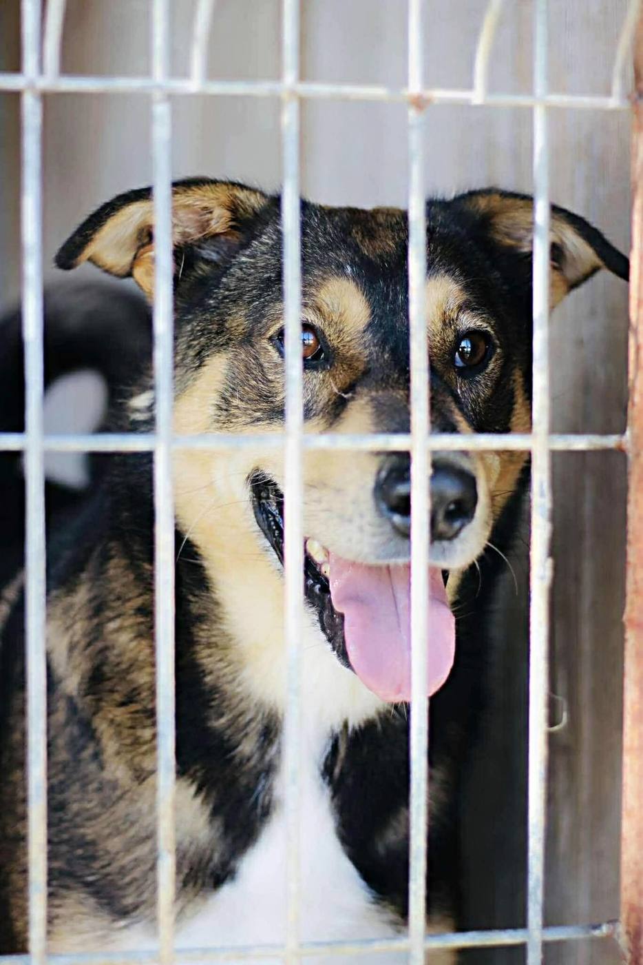 Animal under the care of Morusek Foundation behind shelter bars