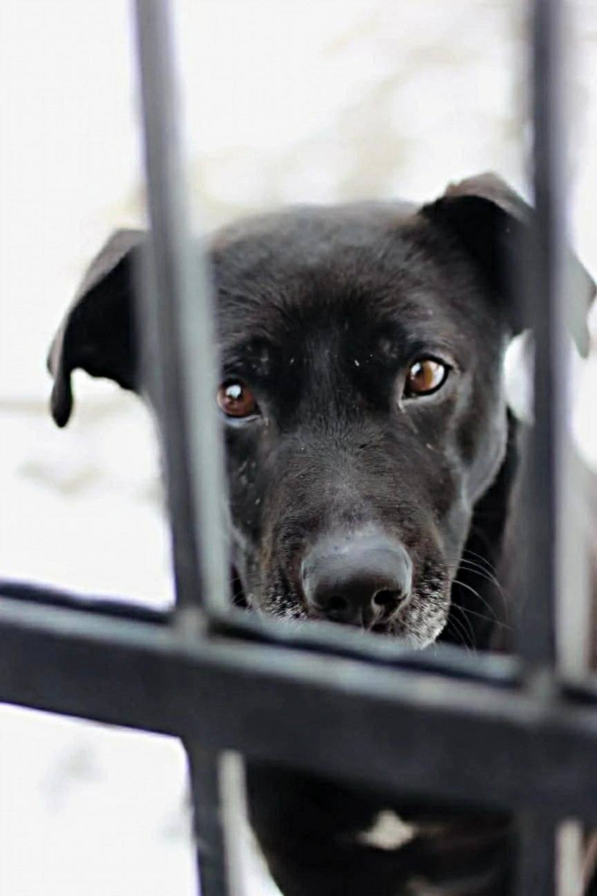 Black dog under the care of Morusek Foundation