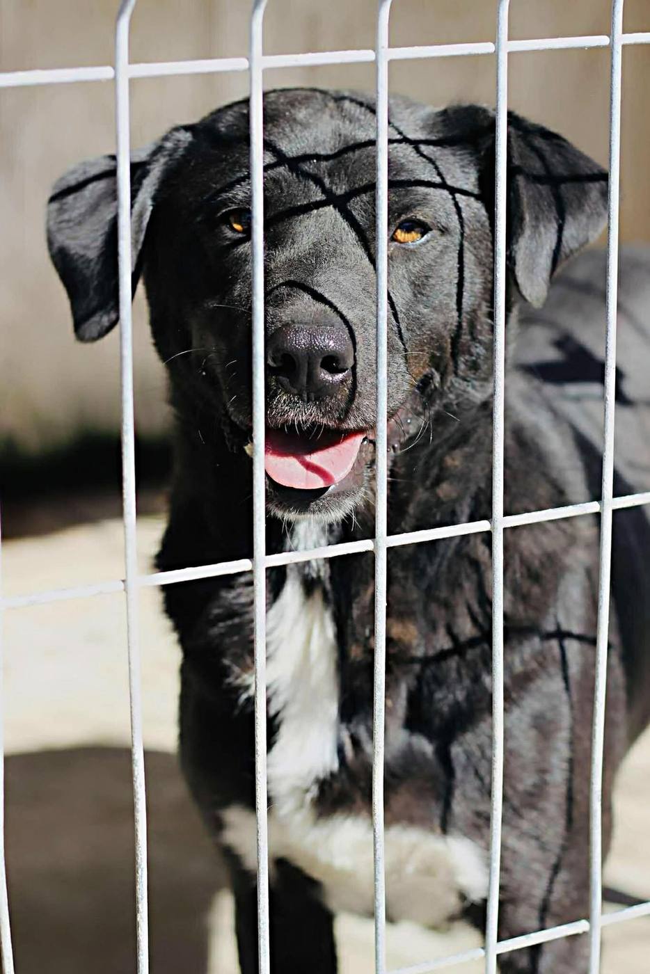 Dog waiting for a home under the care of Morusek Foundation