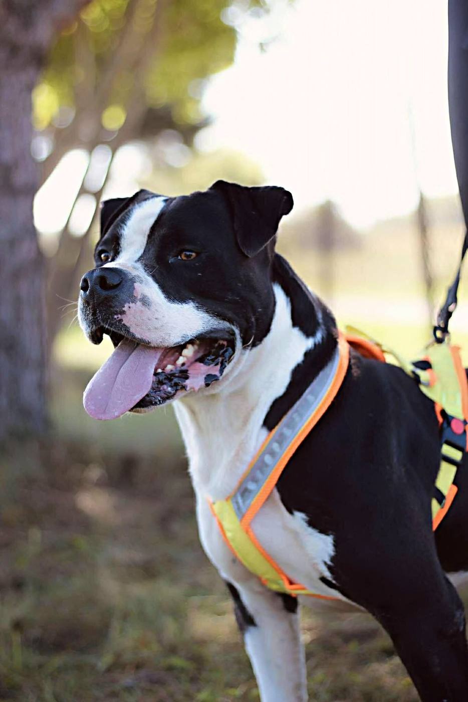 Animal under the care of Morusek Foundation during a walk