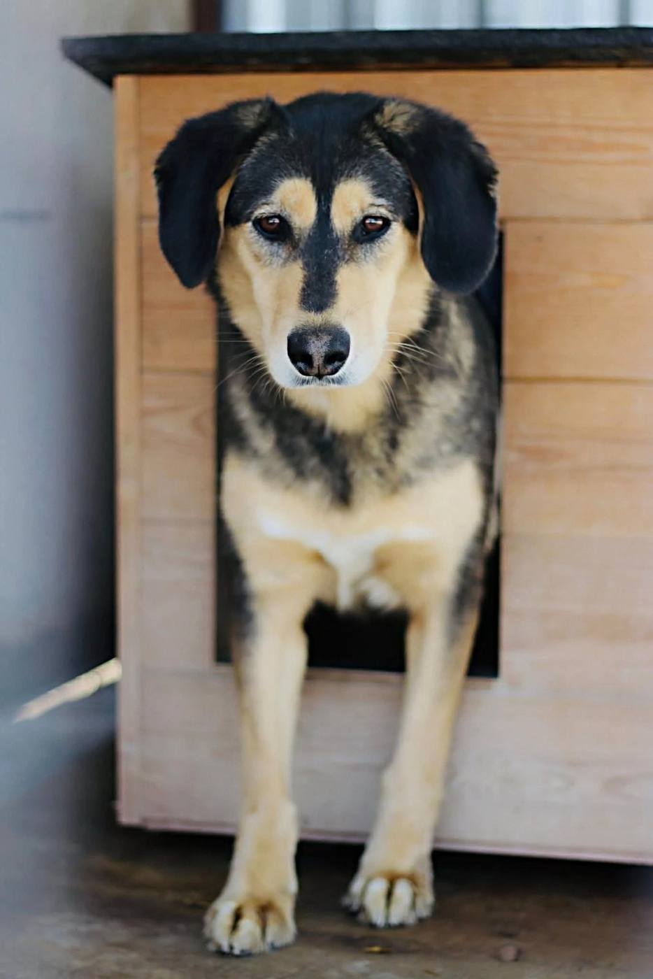 Dog under the care of Morusek Foundation by a kennel