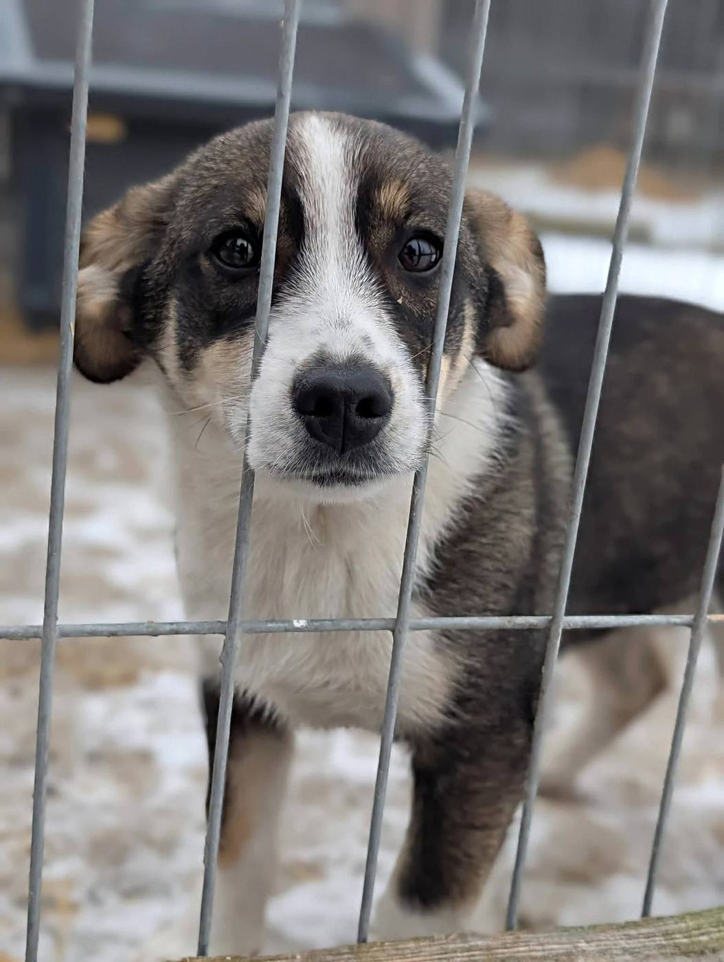 Puppy under the care of Morusek Foundation