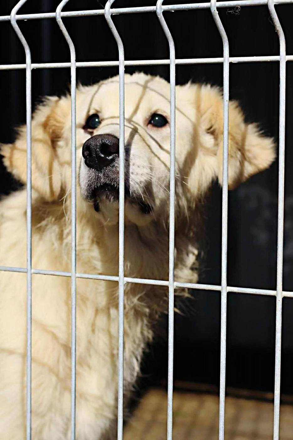 Dog waiting for a chance under the care of Morusek Foundation