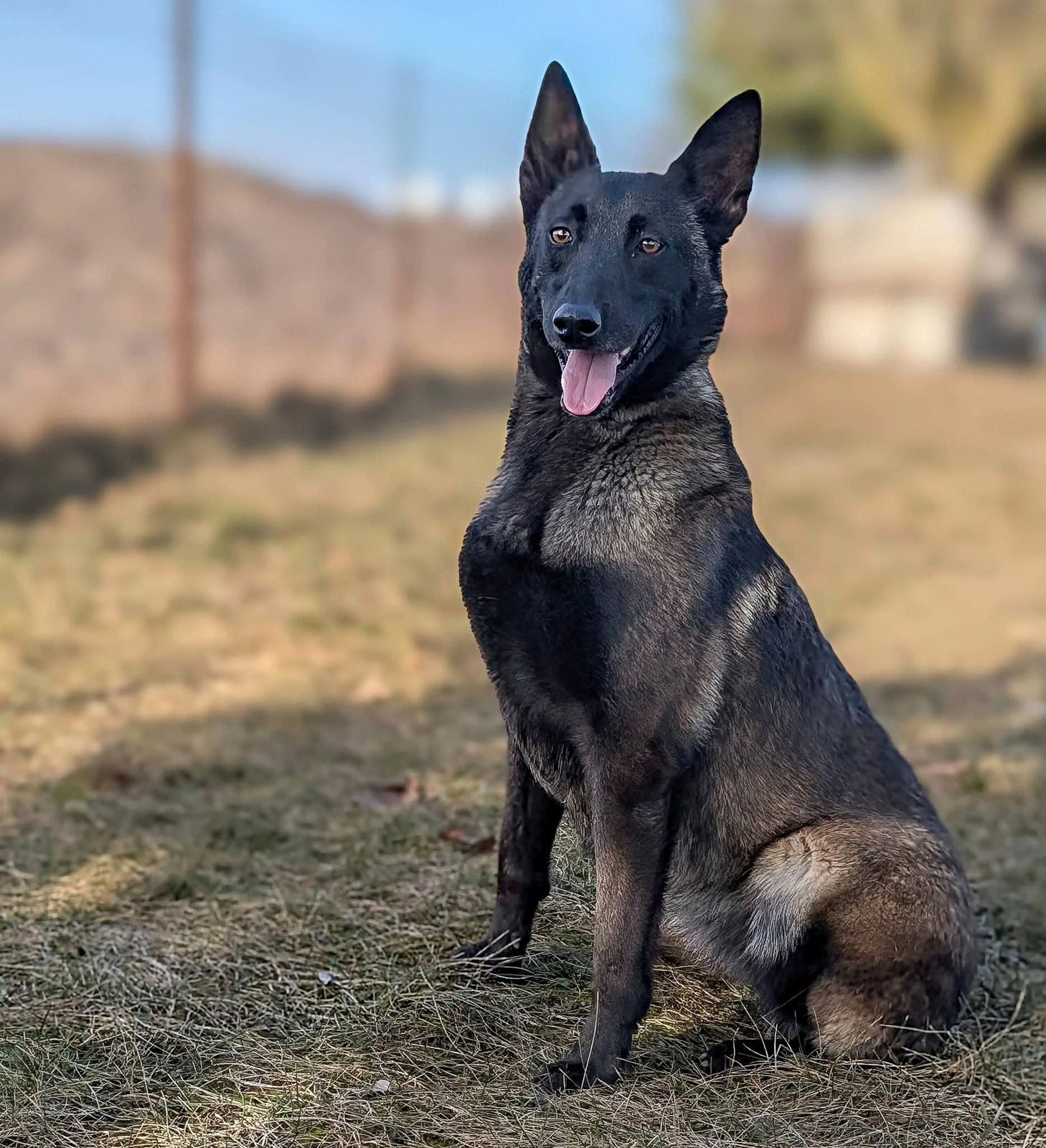 Podopieczny Fundacji Morusek gotowy do adopcji