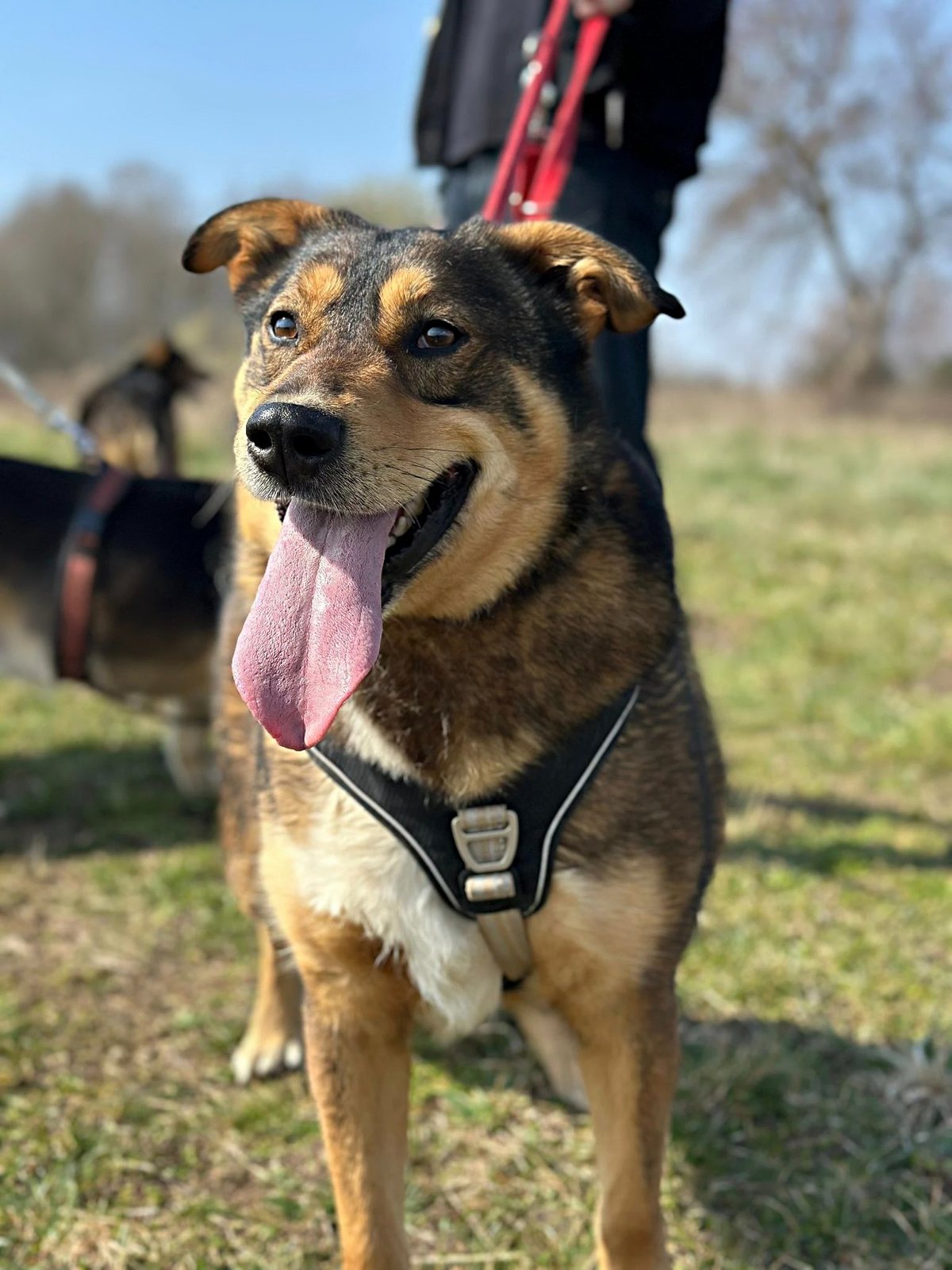 Uśmiechnięty pies pod opieką Fundacji Morusek