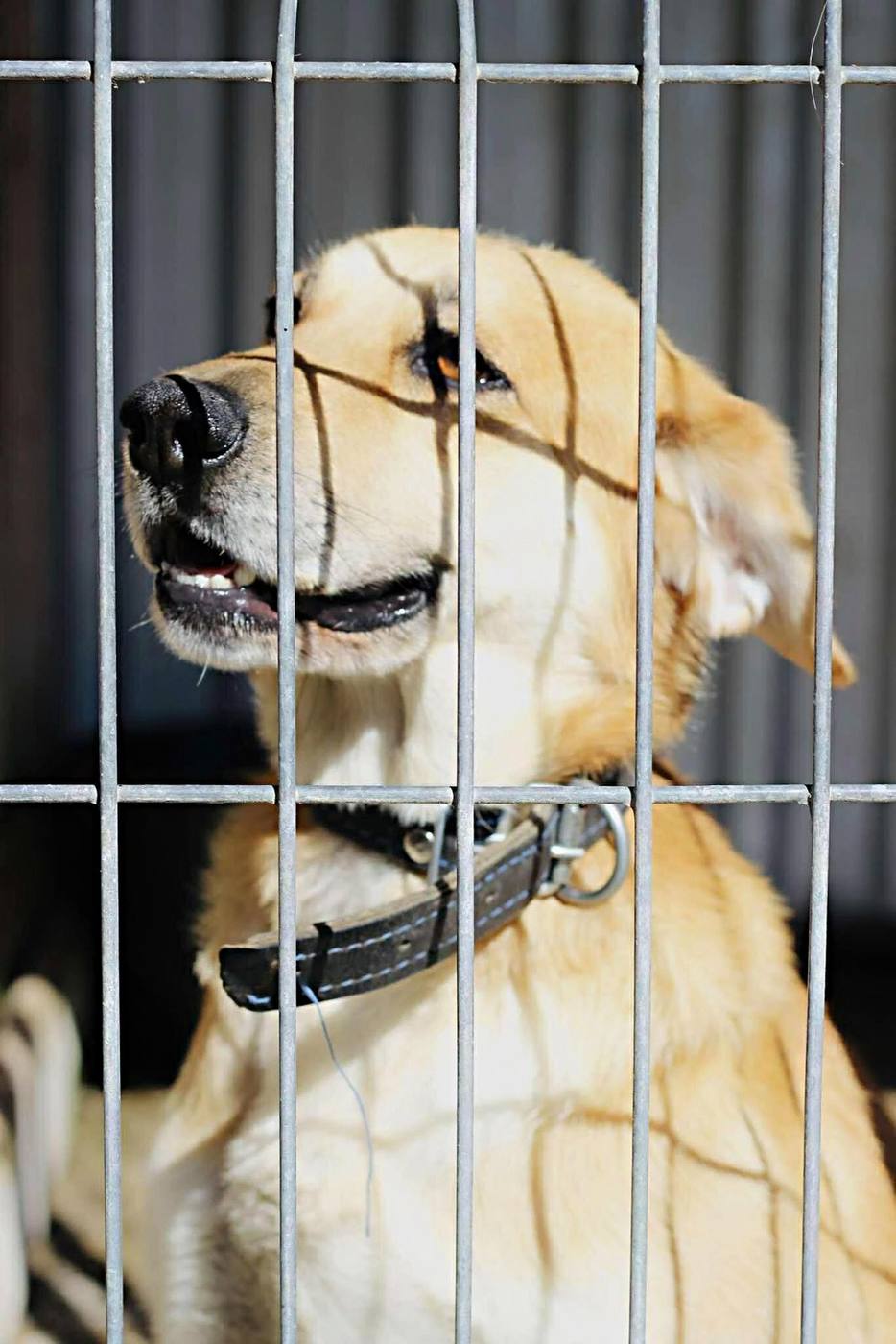 Dog under the care of Morusek Foundation symbolising the organisation’s history and mission